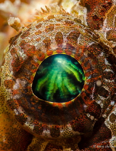 Green Fire in the Eye of a Lion (Lionfish) by Tony Cherbas 
